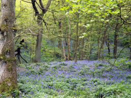 bluebells in the park